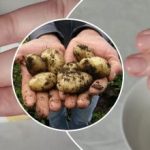 Brud schodzi w kilka sekund: jak czyścić palce po młodych