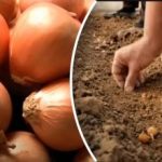 Cebula rośnie kilka razy lepiej: ogrodnik ujawnił prostą metodę sadzenia pod zimą Cebula rośnie kilka razy lepiej: ogrodnik ujawnił prostą metodę sadzenia