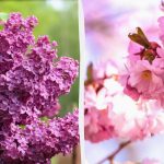 Czego nie należy przycinać w grudniu: ekspert wymienił 5 drzew