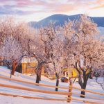 Drzewa „piją” wodę nawet zimą: kiedy i dlaczego konieczne jest