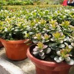 Gdzie umieścić drzewo pieniędzy: ogrodnicy powiedzieli, jak o nie dbać