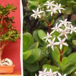 Jak przycinać drzewo pieniędzy, aby rosło silne i zdrowe?