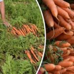 Jak rozpoznać, kiedy marchew jest dojrzała – najlepsze dni na