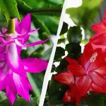 Kawa nie pomoże: ekspert powiedział, jak sprawić, by dekabrista kwitła