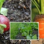 Ogród warzywny we wrześniu: co zasiać, aby cieszyć się zielenią