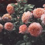 Róże zimą: kiedy rozpocząć przycinanie i okrywanie krzewów róż?