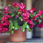 Świąteczny kaktus zakwitnie ponownie i ponownie: główne zasady pielęgnacji rośliny