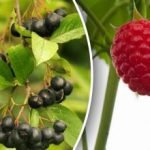 Trzeba się spieszyć: które krzewy jagodowe sadzi się we wrześniu?