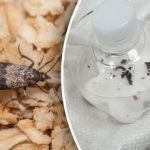 „Usuwa mole w 100%”: sprytna sztuczka, aby na dobre pozbyć