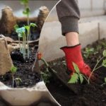 Co sadzić w styczniu 2026 roku: lista warzyw na wczesne