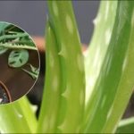 Co zrobić, gdy aloes zaczyna gnić: proste kroki, aby uratować