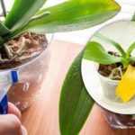 Dlaczego liście roślin domowych żółkną: powody, dla których wiele osób nie zdaje sobie z tego sprawy Dlaczego liście roślin domowych żółkną: powody, dla których wiele osób