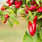 Jak uprawiać ostrą paprykę w domu: 12 ważnych wskazówek
