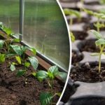 Kalendarz siewu na styczeń 2026: najlepsze dni na siew sadzonek