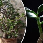 Wciąż można go uratować: Jak zrozumieć, że drzewo pieniędzy umiera?